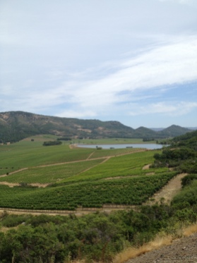 The vines of Antica Napa Valley in Atlas Peak, at about 1,800 feet in elevation.